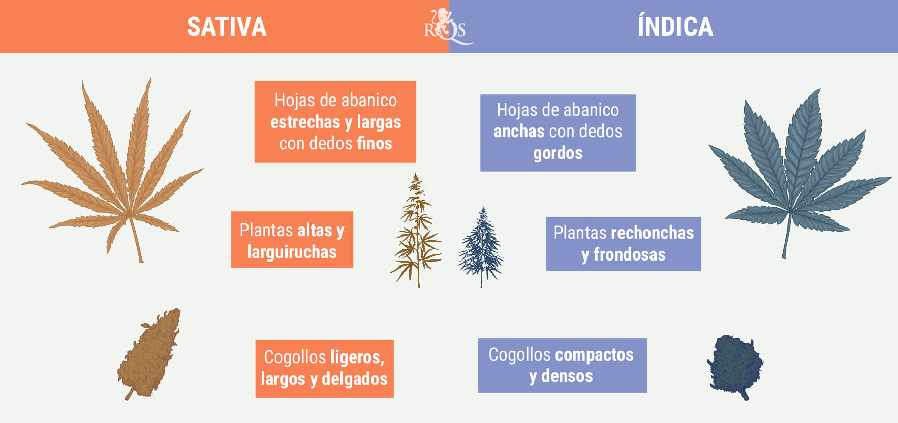 COM DIFERENCIAR ÍNDICA DE SATIVA COM DIFERENCIAR ÍNDICA DE SATIVA