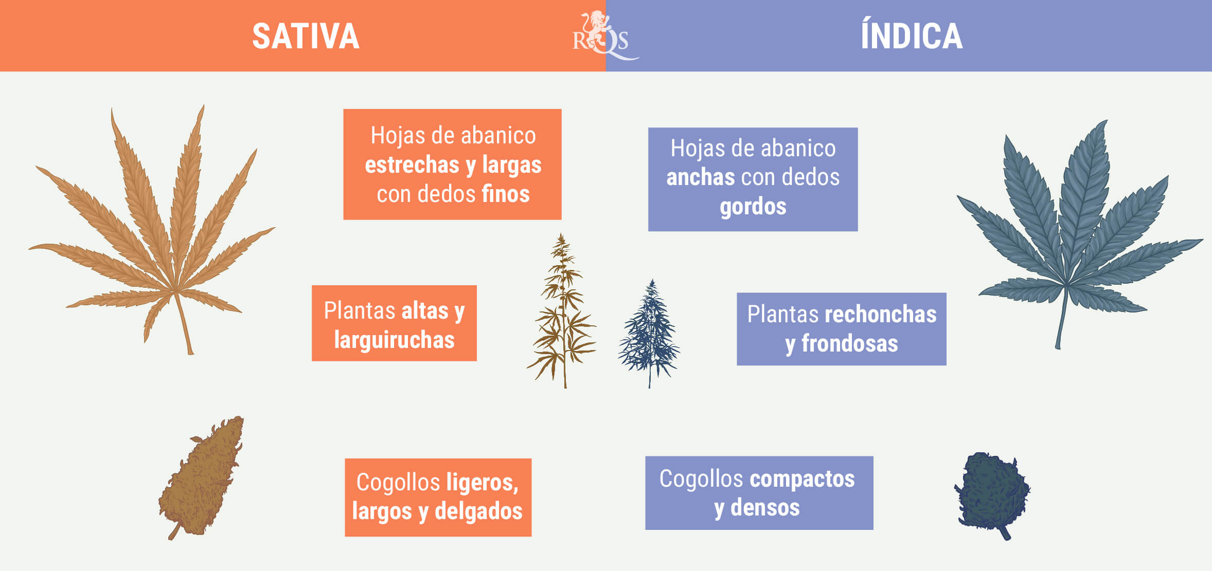 COM DIFERENCIAR ÍNDICA DE SATIVA