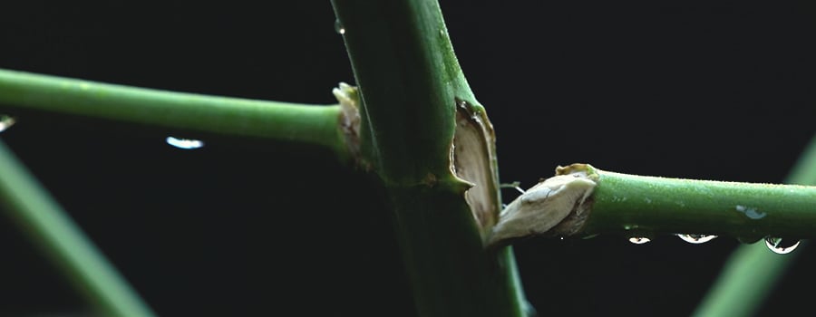 ¿Qué provoca los tallos rotos o doblados?