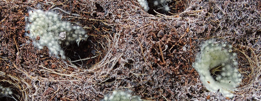 Mycrorrhizal Fungi Mycrorrhizal Fungi
