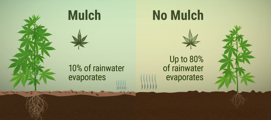 Mulch Benefits for your Cannabsi Plant Mulch Benefits for your Cannabsi Plant