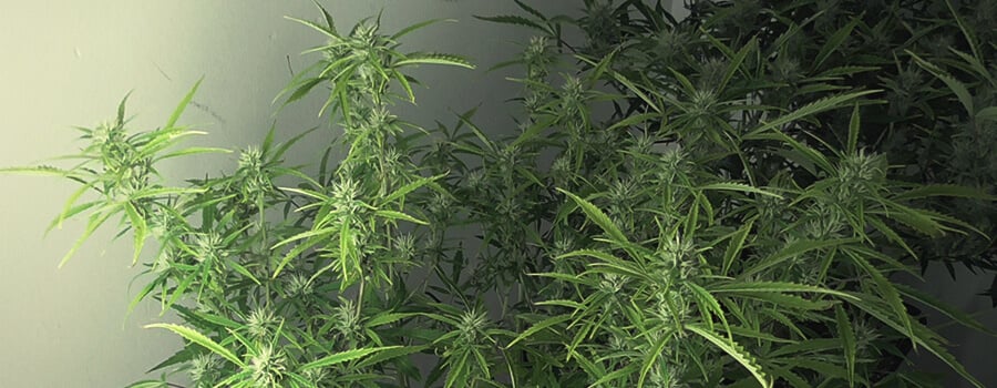Royal Cookies Automatic Dia 56 Después de la Germinación
