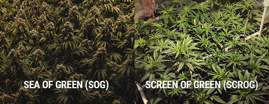 Sea of Green y Screen of Green, SOG vs SCROG