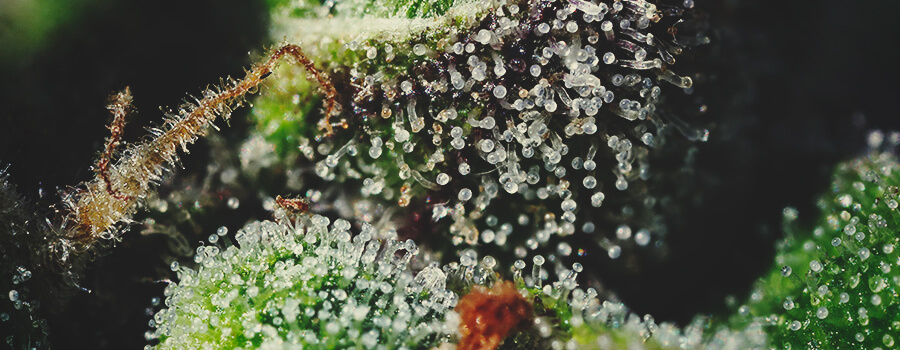 Cannabis Trichomes Cannabis Trichomes