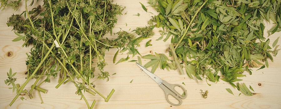 CHow to Make Highly Potent Cannabutter How to Make Highly Potent Cannabutter
