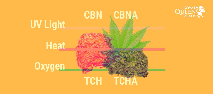Why Does Cannabis Lose Its Potency Over Time? Why Does Cannabis Lose Its Potency Over Time?