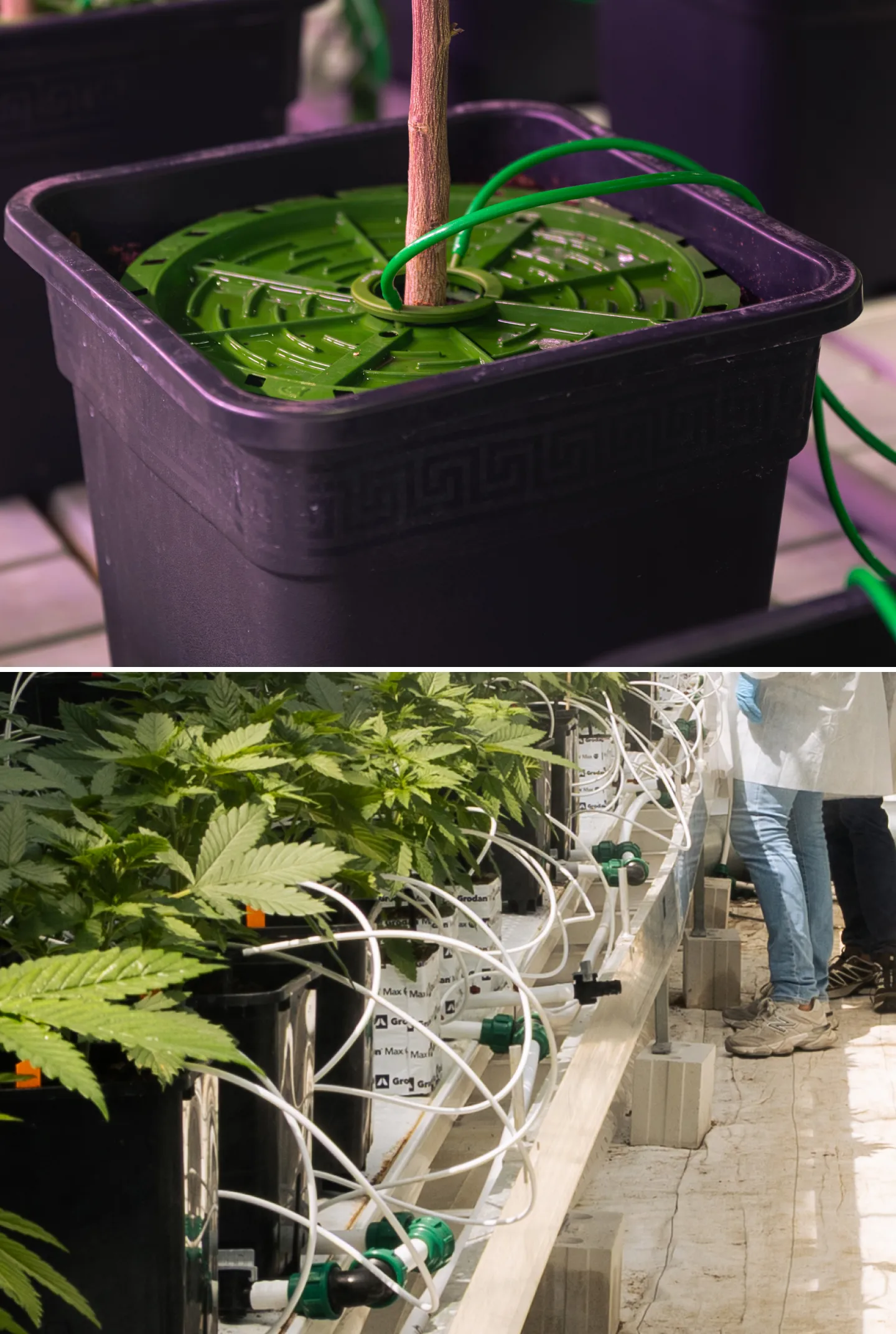 Cannabis Crop Steering Irrigation System Close-up of cannabis irrigation systems in a controlled crop steering trial, showing drip lines, grow pots, rockwool blocks, irrigation valves, and healthy green plants.