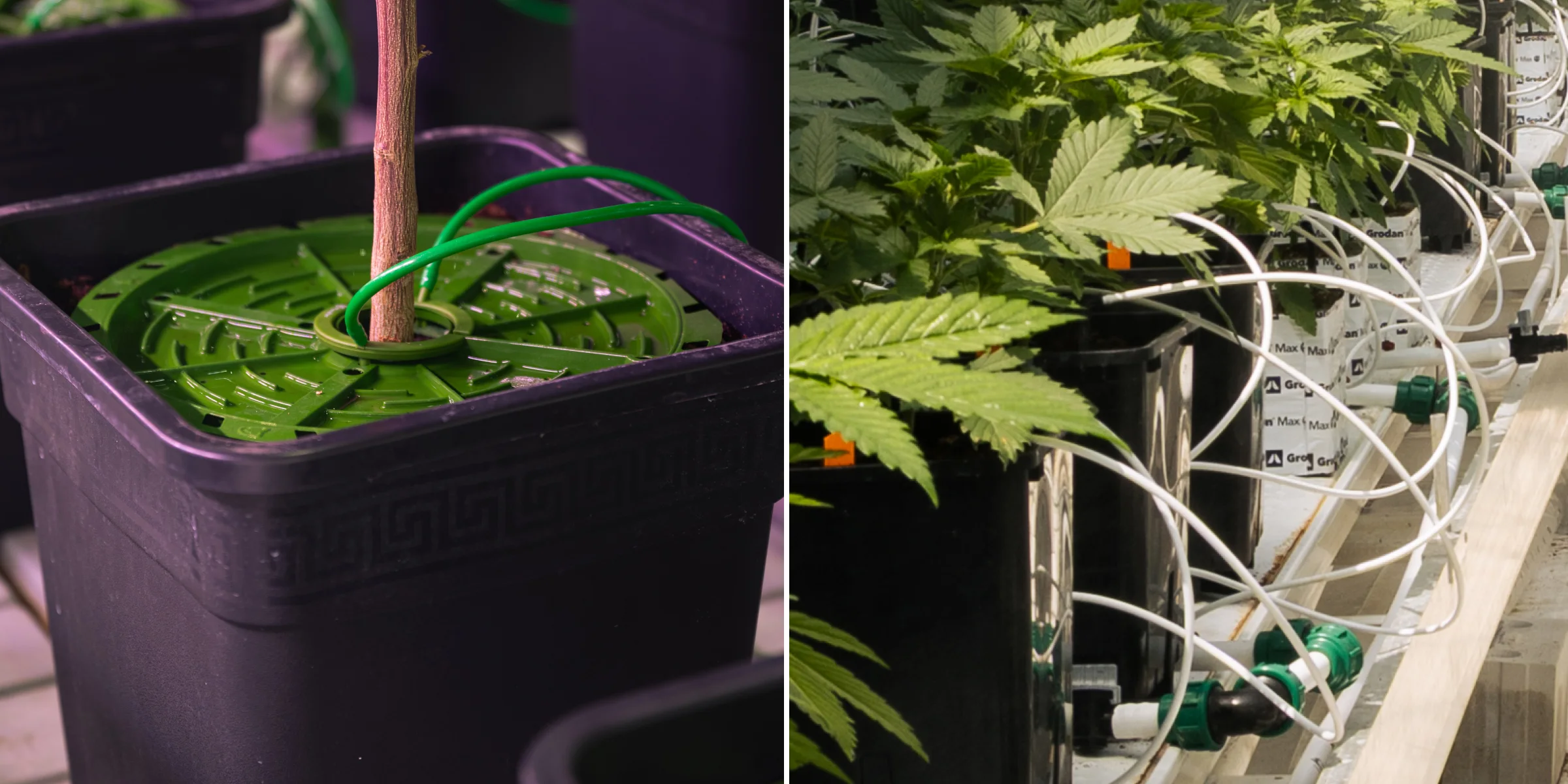 Cannabis Crop Steering Irrigation System Close-up of cannabis irrigation systems in a controlled crop steering trial, showing drip lines, grow pots, rockwool blocks, irrigation valves, and healthy green plants.