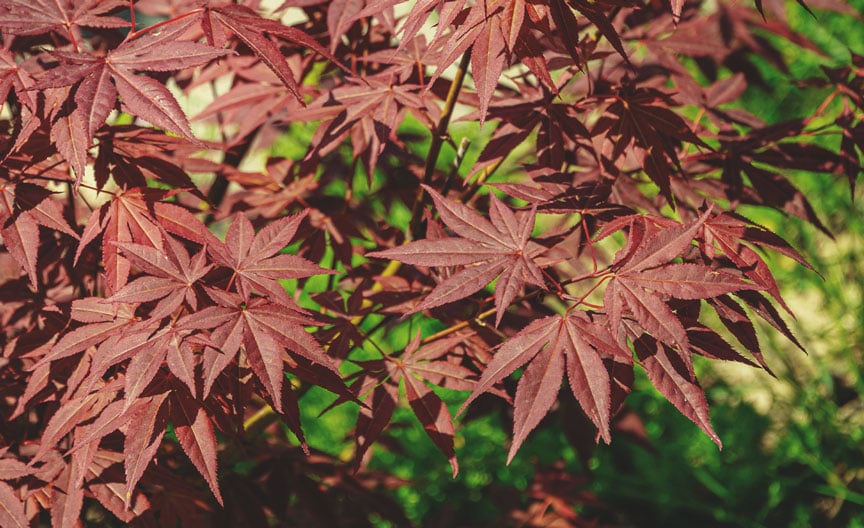Japanese Maple Tree (Acer palmatum) Japanese Maple Tree (Acer palmatum)