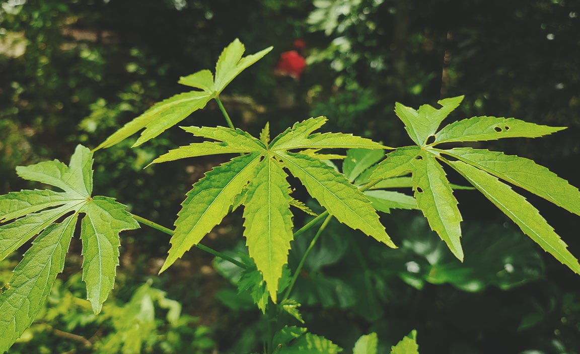Kenaf (Hibiscus cannabinus) Kenaf (Hibiscus cannabinus)