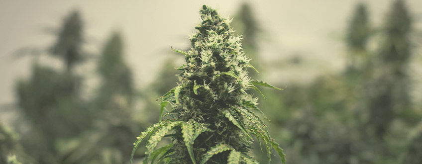 Guia per a les últimes setmanes de la floració del cànnabis
