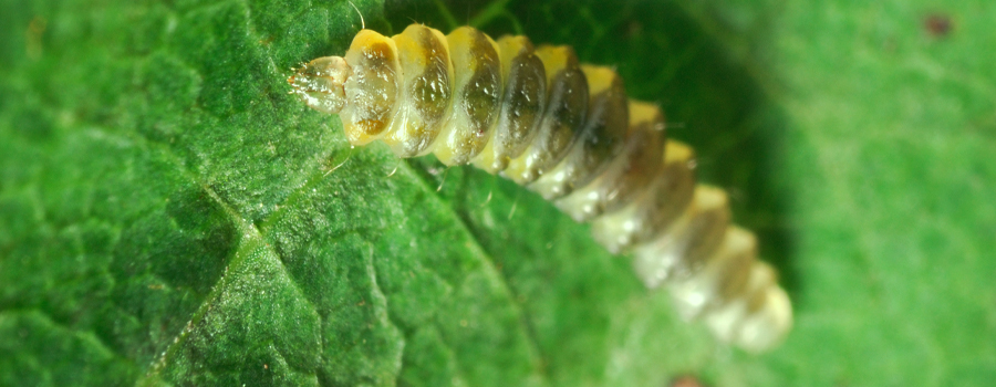 Leaf Miner Leaf Miner