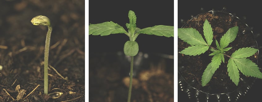 Legendary OG Punch Grow Report Legendary OG Punch Grow Report