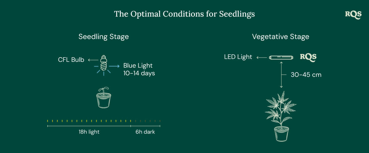 Light Conditions for cannabis seedling