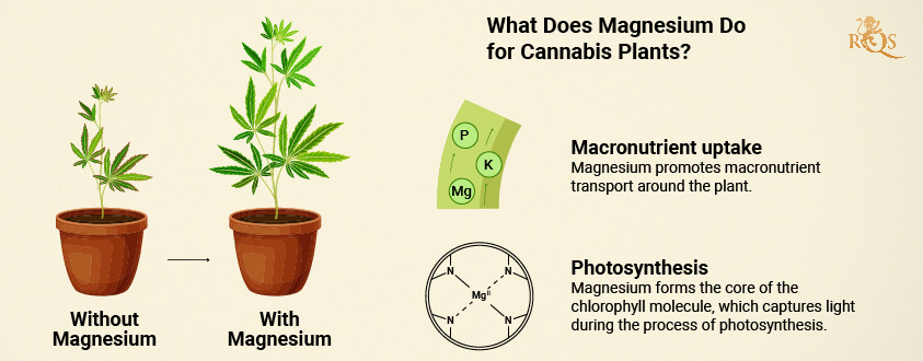 Magnesium benefits for cannabis plants Magnesium benefits for cannabis plants