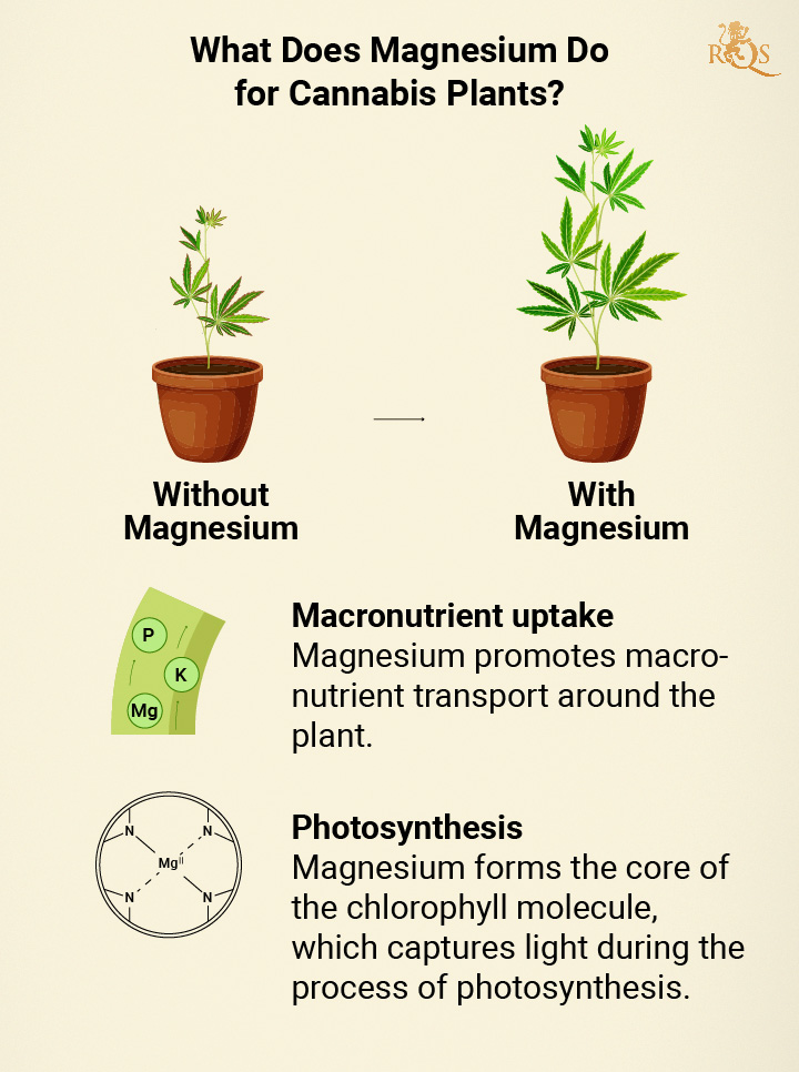 Magnesium benefits for cannabis plants Magnesium benefits for cannabis plants