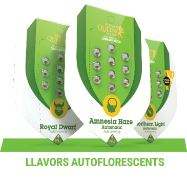 llavors-autoflorescents-cannabis