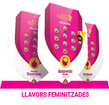 llavors-feminitzades-cannabis