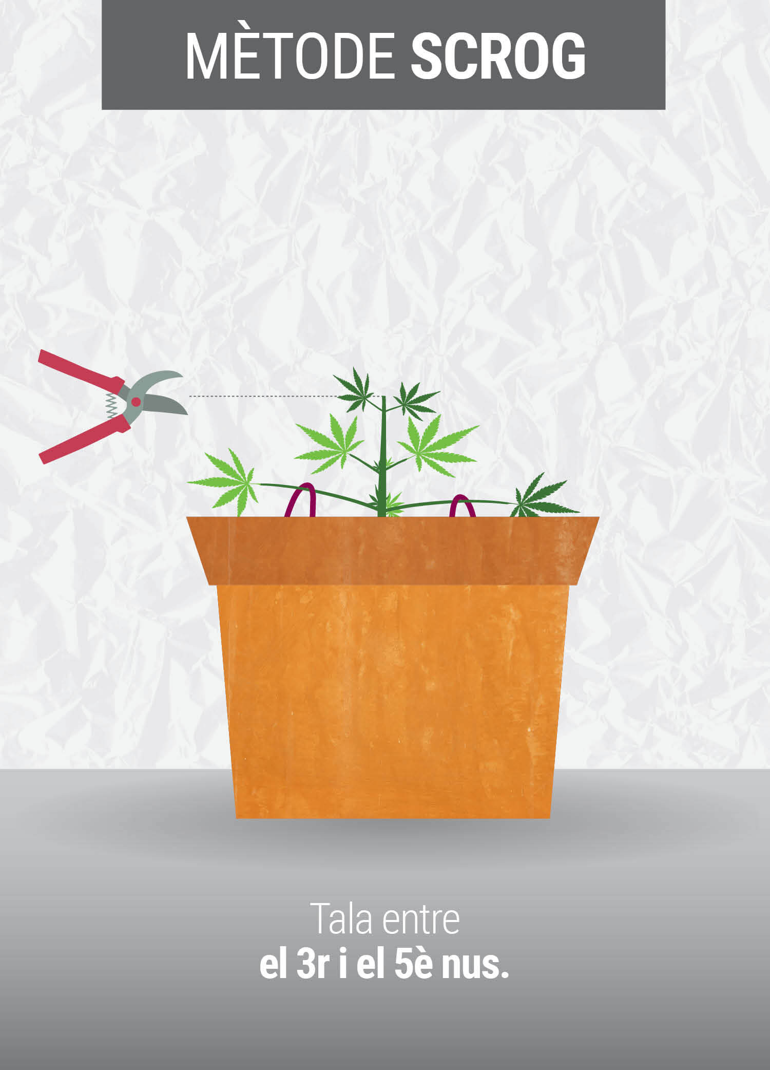 Cultivant cannabis amb el mètodo SCROG (Screen of Green) Cultivant cannabis amb el mètodo SCROG (Screen of Green)
