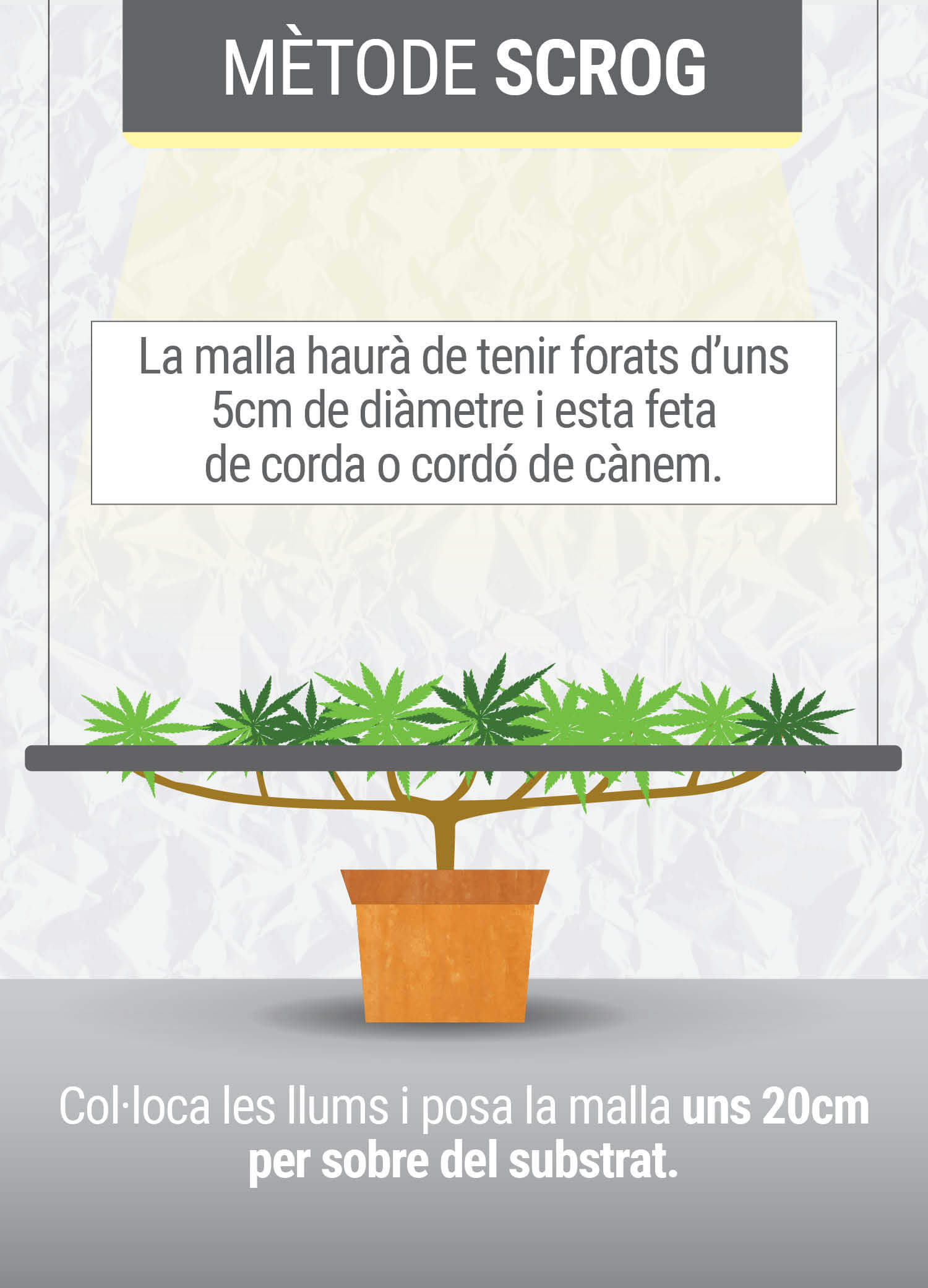 Cultivant cannabis amb el mètodo SCROG (Screen of Green) Segunda Fase Cultivant cannabis amb el mètodo SCROG (Screen of Green) Segunda Fase