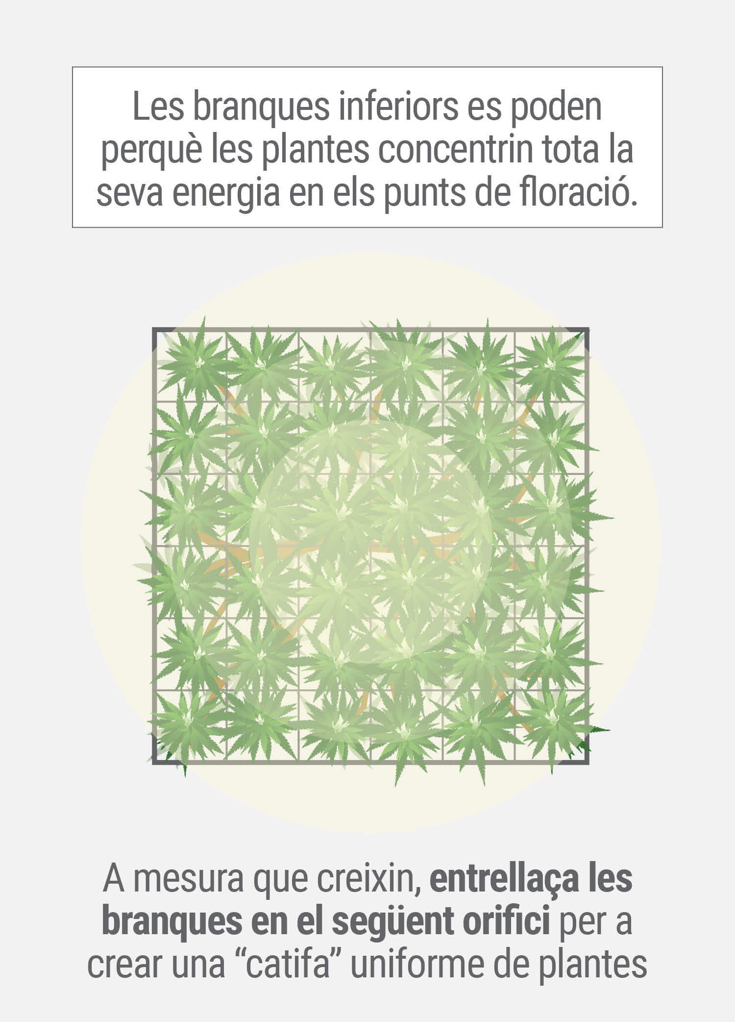 Cultivant cannabis amb el mètode SCROG (Screen of Green) Tercera Fase Cultivant cannabis amb el mètode SCROG (Screen of Green) Tercera Fase