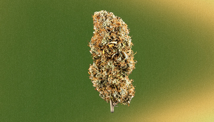 Thin Mint Cookies Cannabis Strain Thin Mint Cookies Cannabis Strain