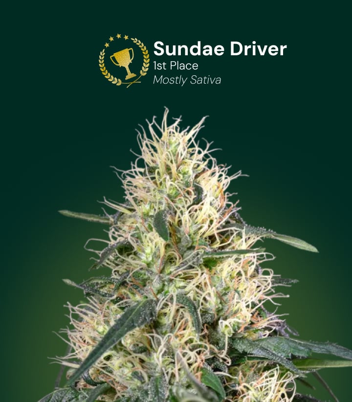 Sundae Driver cannabis flower, 1st place award winner, mostly sativa
