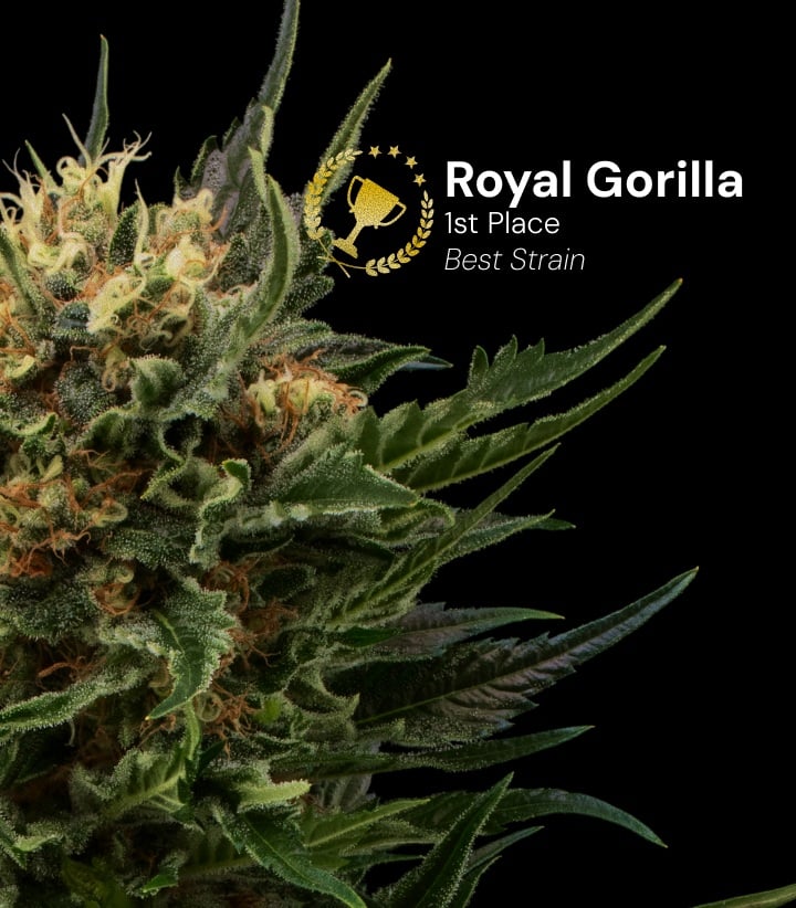 Royal Gorilla cannabis bud awarded 1st place best strain featuring dense resin-covered flowers with orange pistils on black background