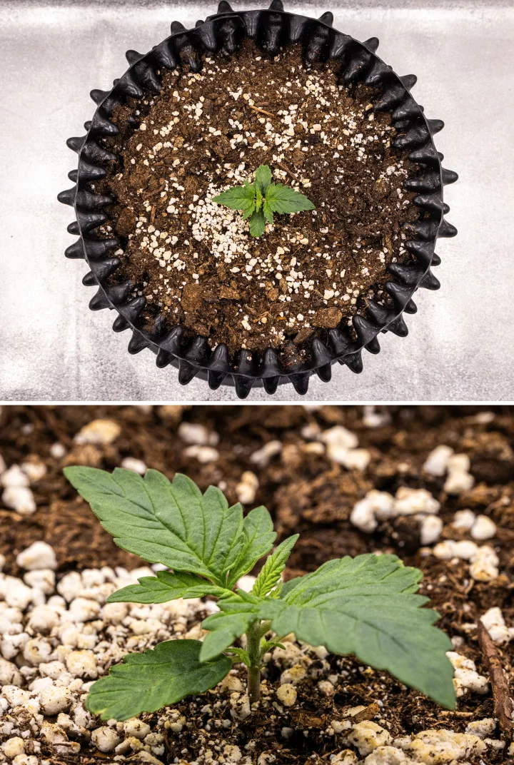 NYC Sour Diesel Auto cannabis plant in week 1 of vegetative growth showing compact healthy leaves, early branching, and slow but stable development under LED light