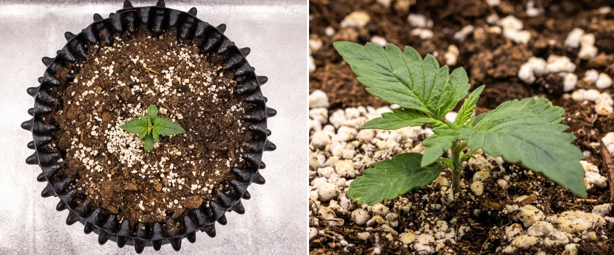 NYC Sour Diesel Auto cannabis plant in week 1 of vegetative growth showing compact healthy leaves, early branching, and slow but stable development under LED light