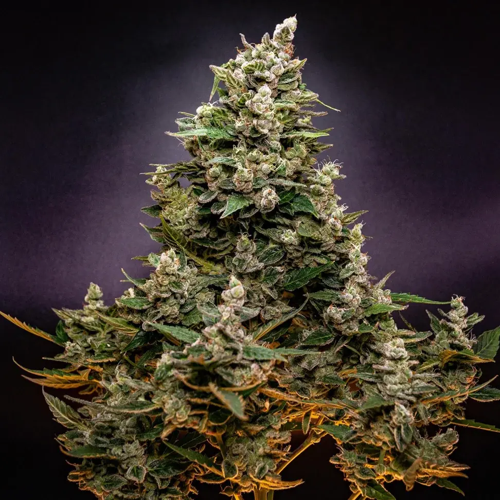 NYC Sour Diesel NYC Sour Diesel