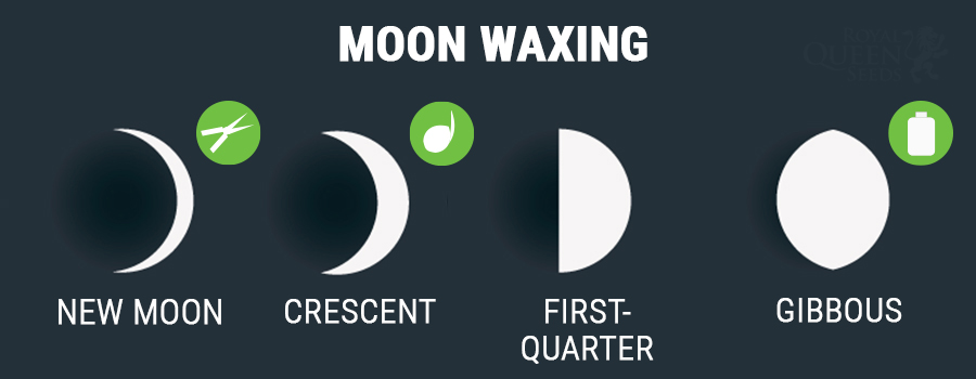 baby moon cycle price