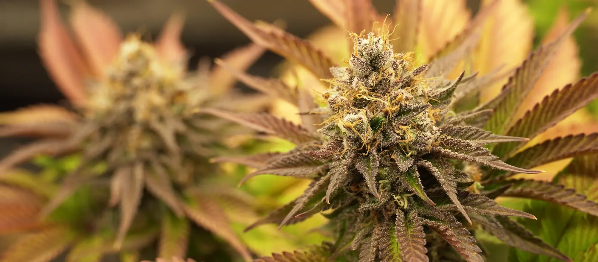 OG Kush OG Kush
