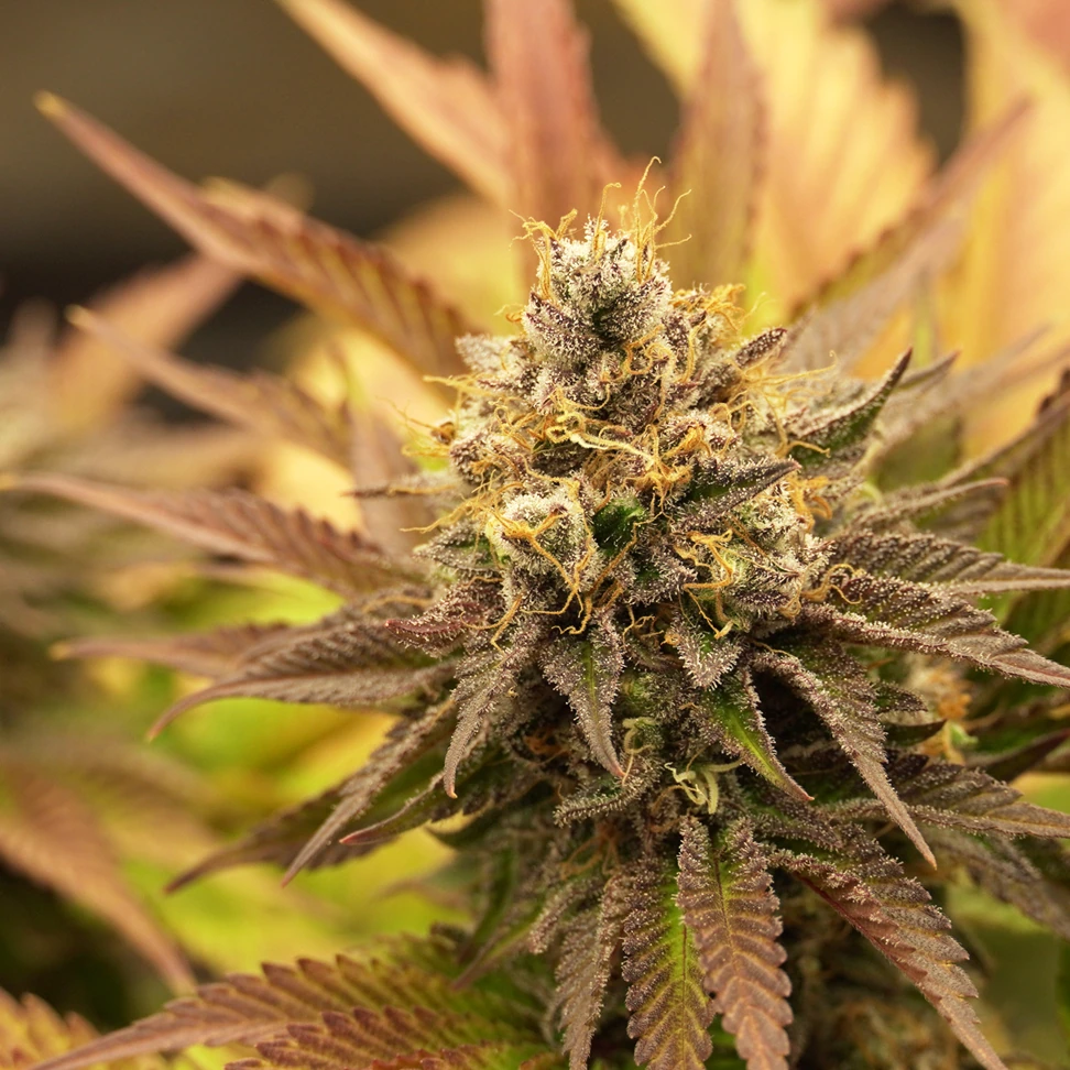 OG Kush OG Kush