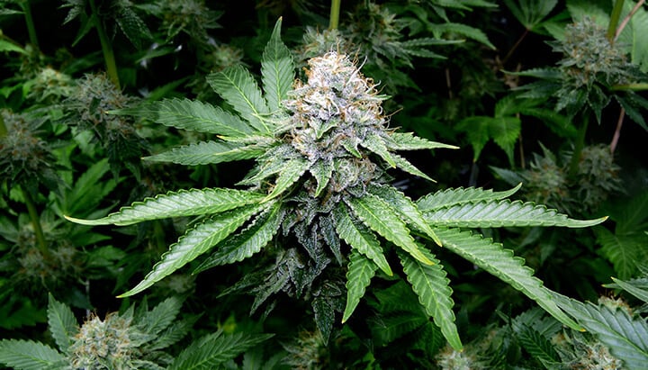 OG Kush