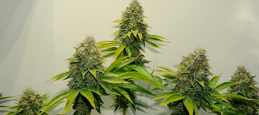 OG KUSH OG KUSH