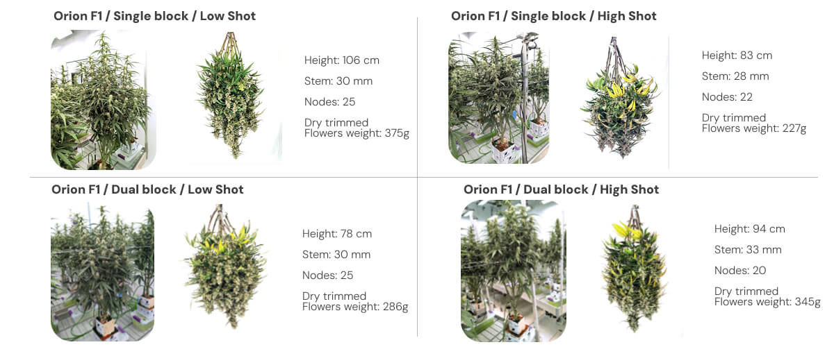 Results overview of Orion F1 cannabis plants comparing single and dual block systems under low and high irrigation shots