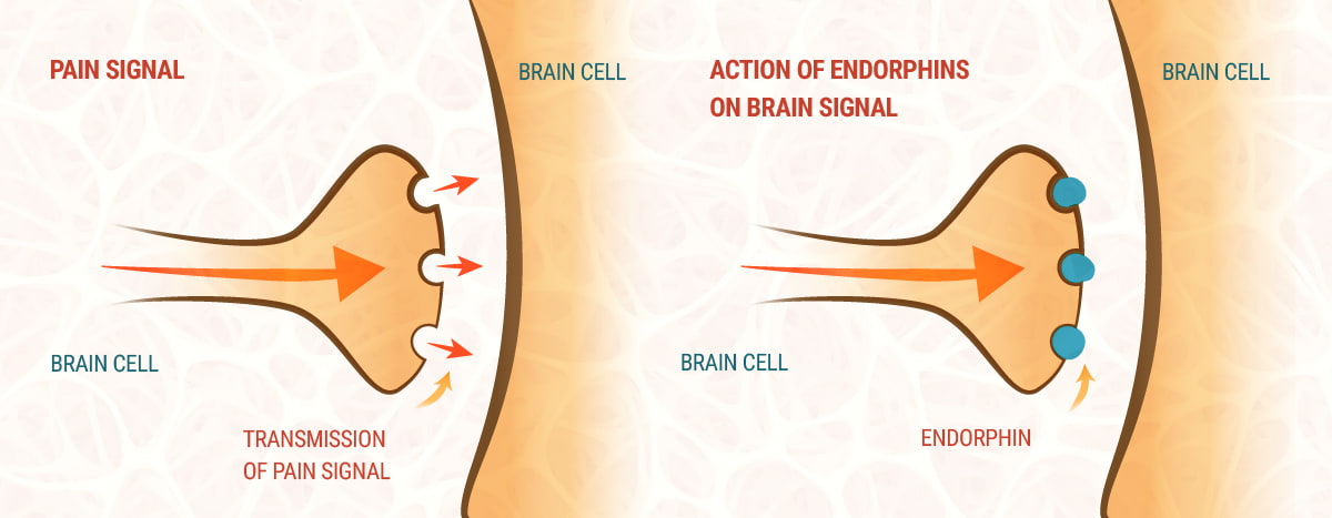 CBD and the Endocannabinoid System CBD and the Endocannabinoid System