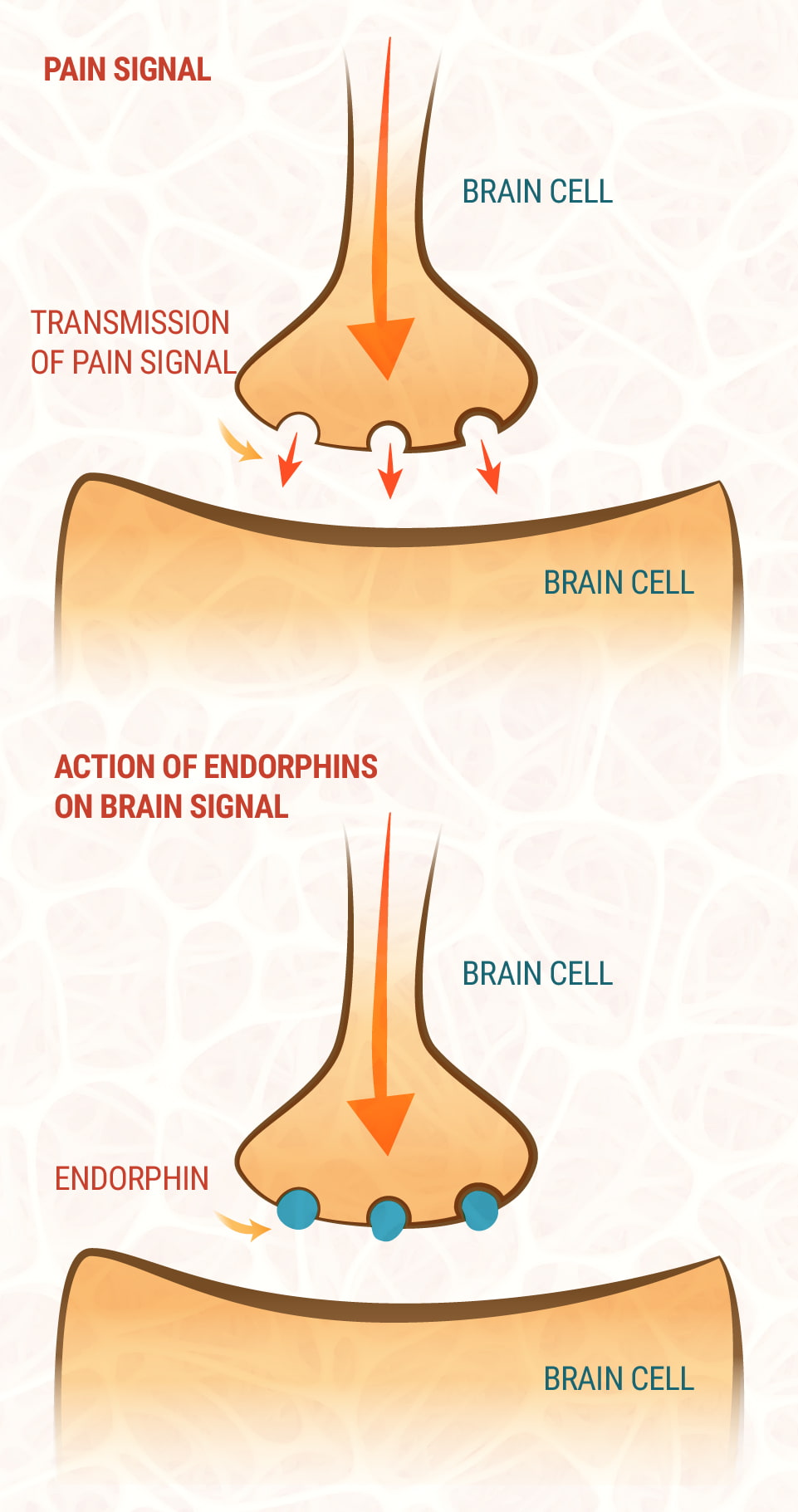CBD and the Endocannabinoid System CBD and the Endocannabinoid System