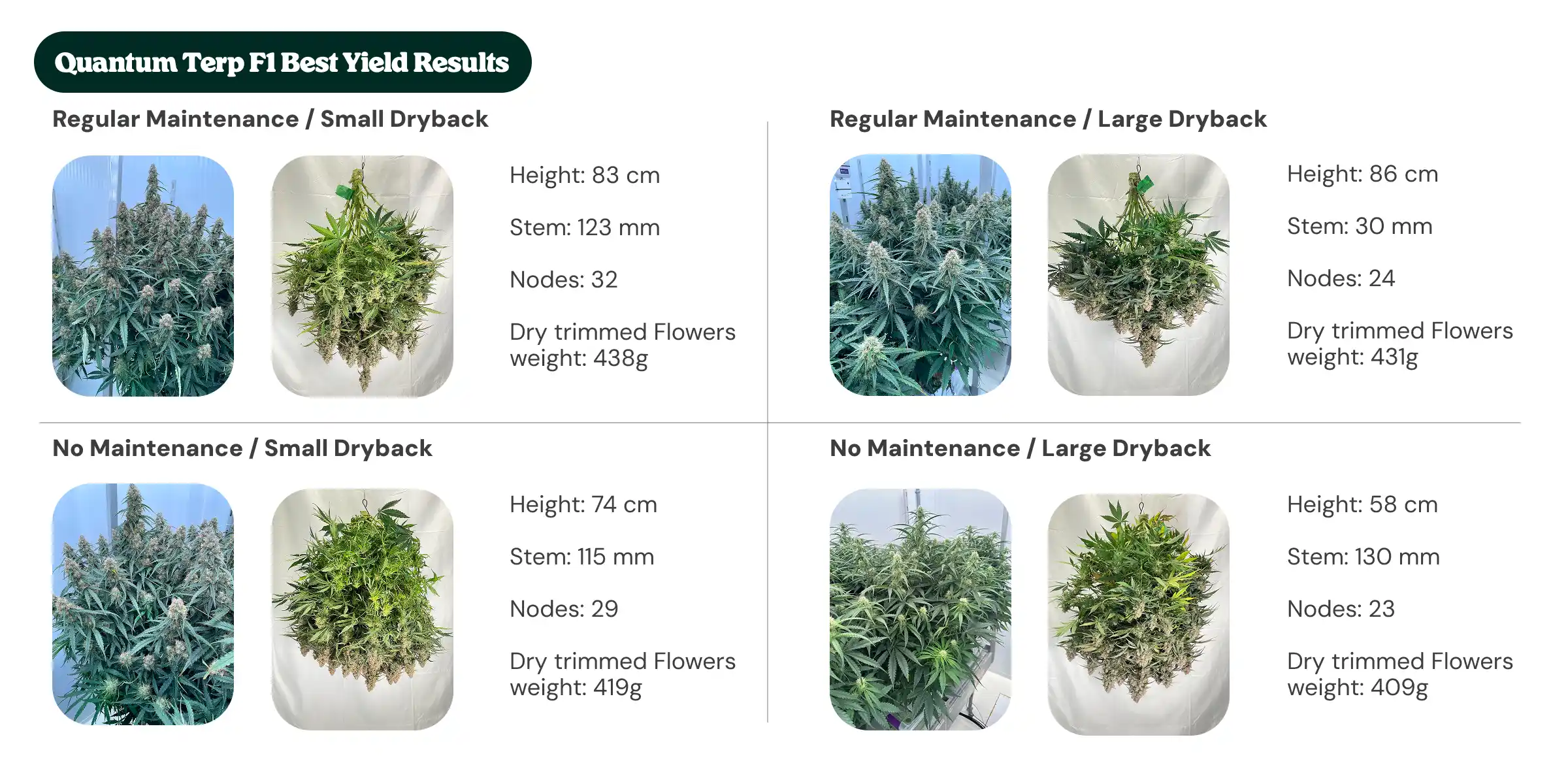 Quantum Terp F1 results overview showing regular maintenance and no maintenance treatments with small and large dryback, comparing plant height, stem diameter, node count, and dry trimmed flower weight.