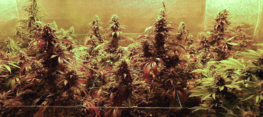Royal Moby Cànnabis 420 RQS Llavors de marihuana