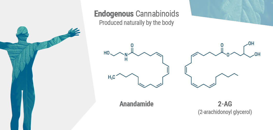 The Endogenous Cannabinoids 
