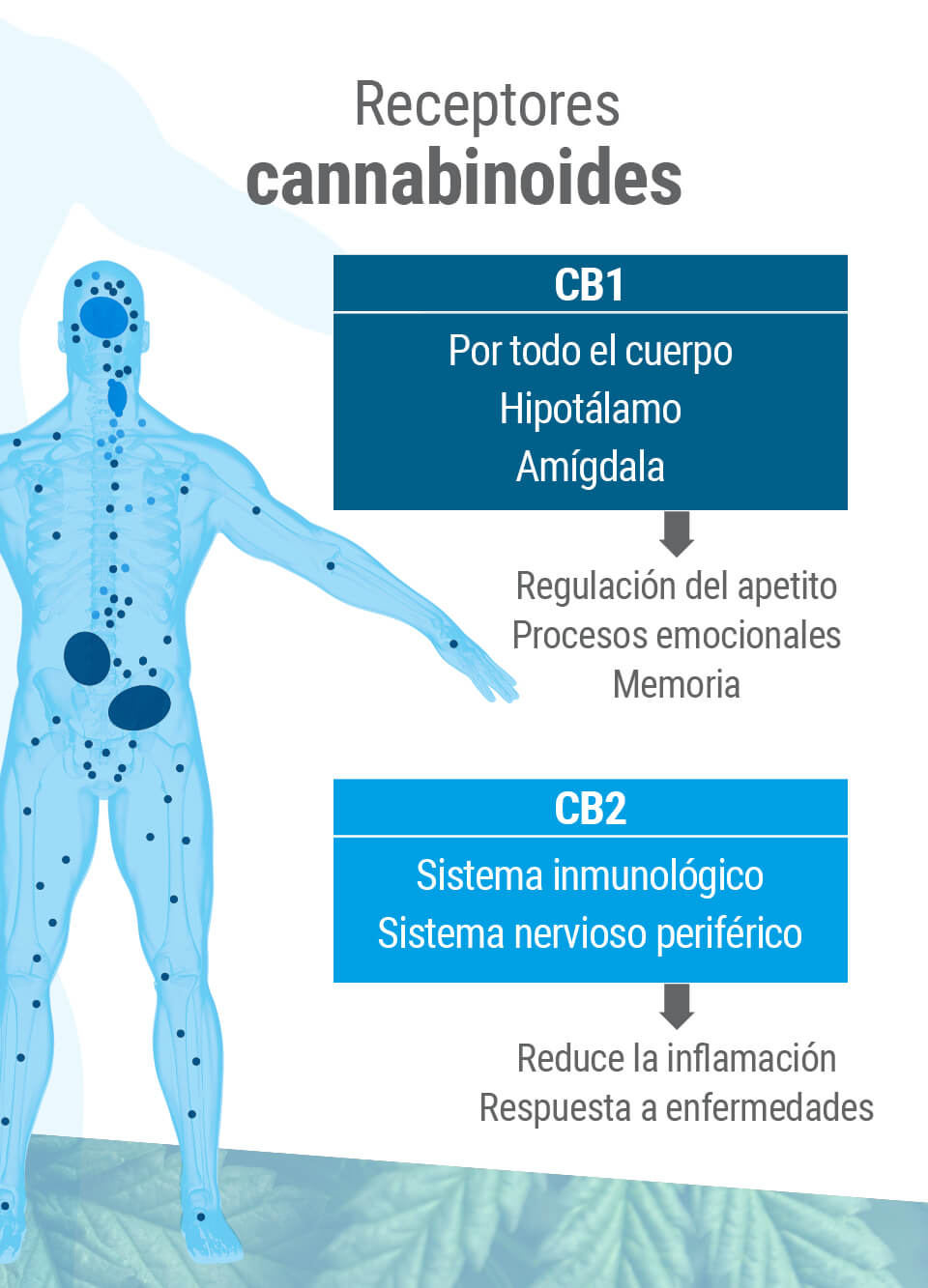 Qué es el sistema endocannabinoide y cómo funciona Qué es el sistema endocannabinoide y cómo funciona