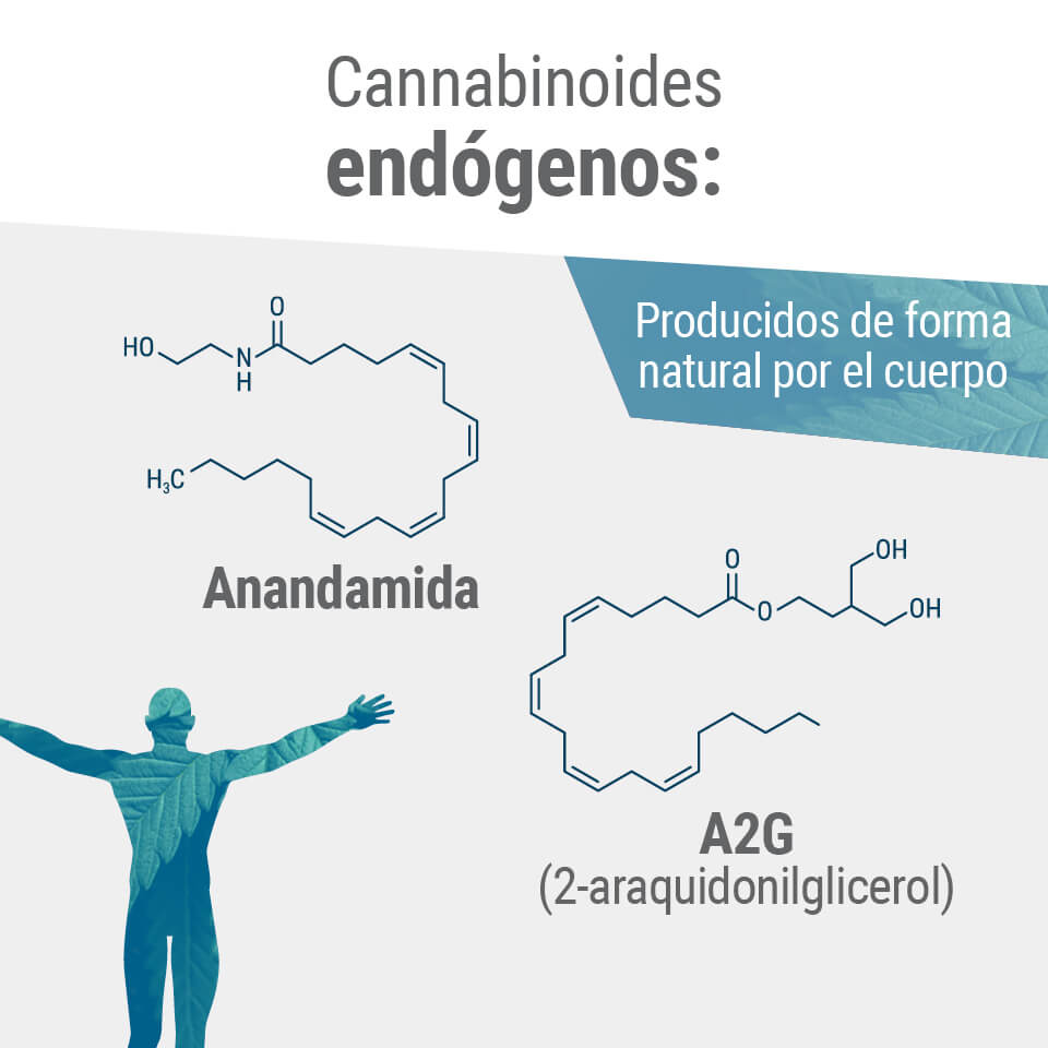 Los cannabinoides producidos naturalmente por el cuerpo humano se llaman endocannabinoides Los cannabinoides producidos naturalmente por el cuerpo humano se llaman endocannabinoides
