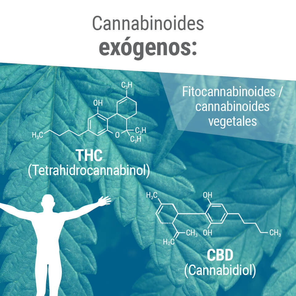 Los cannabinoides exógenos entran en el cuerpo y se quedan durante períodos de tiempo mucho más largos. Los cannabinoides exógenos entran en el cuerpo y se quedan durante períodos de tiempo mucho más largos.