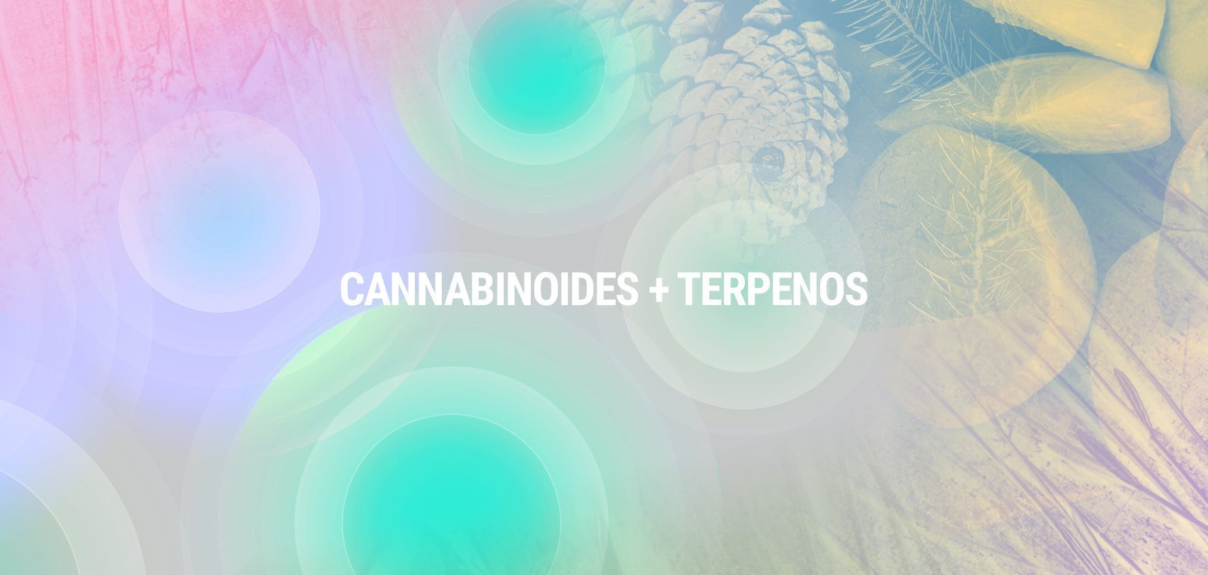 Cannabinoids + Terpens