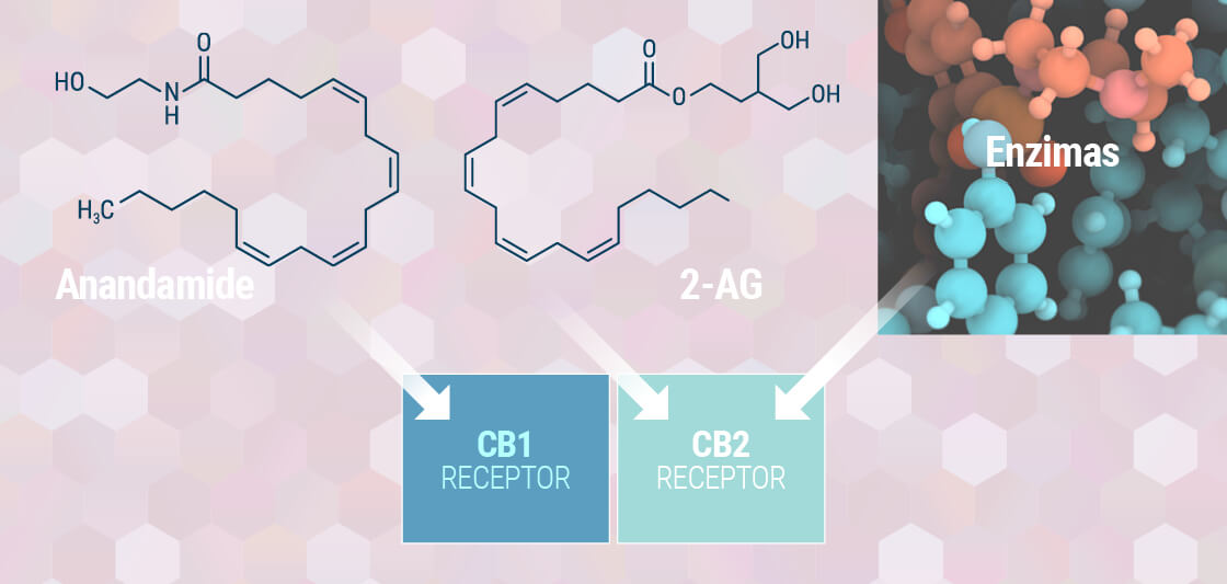 Cannabis as medicine Cannabis as medicine
