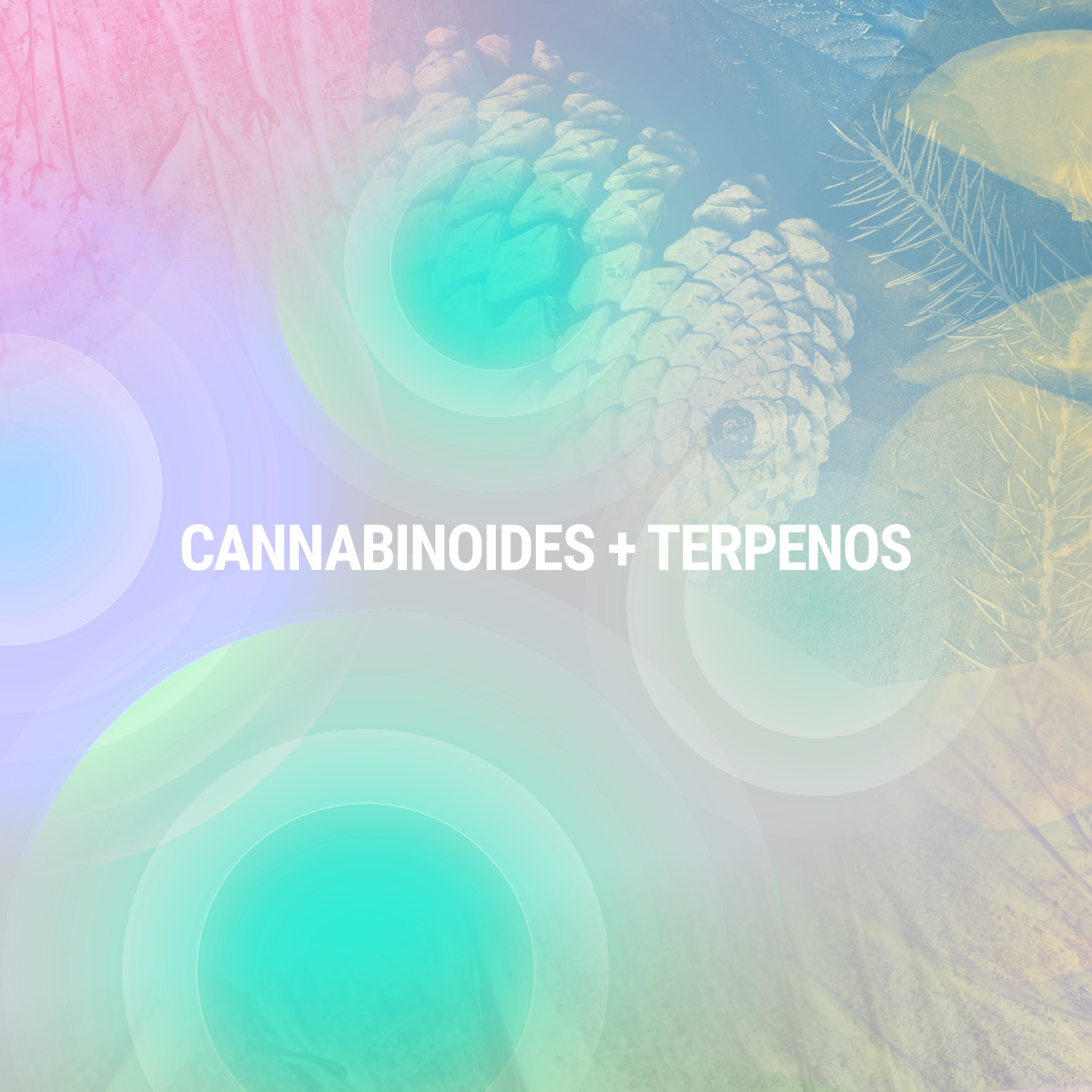 Cannabinoids + Terpens Cannabinoids + Terpens