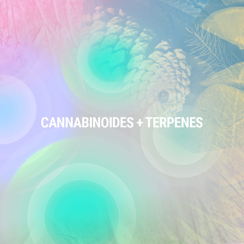 Understanding cannabis compounds Understanding cannabis compounds