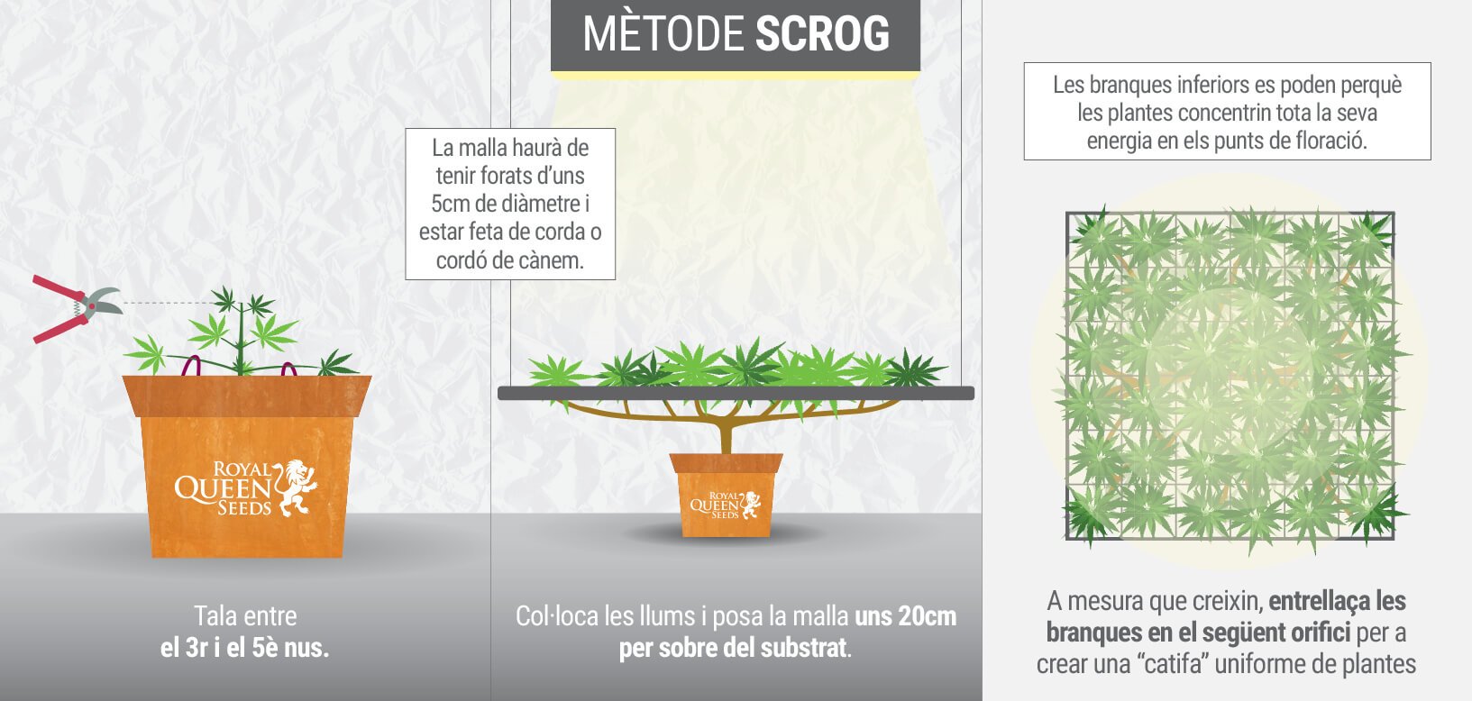 Mètode Scrog en el Cultiu de Cannabis